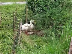 -古田会议纪念馆