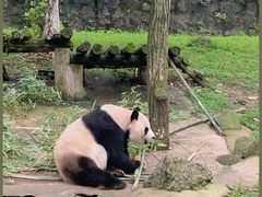-都江堰中华大熊猫苑