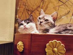 -more than meow吴止猫主题餐厅(承德 中船汇店)