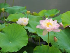 -荷塘月色湿地公园·向阳花洲