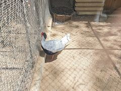 -石家庄市动物园