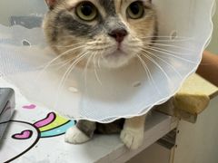 -伟伟宠物医院·瑞派猫友好医院·猫科(光谷店)