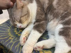 -平行世界·猫咖(首经贸店)
