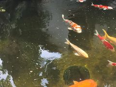 -鲤院·新中式美学·庭院餐厅(夫子庙店)