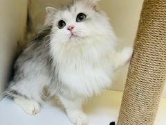 -十月米努特矮脚猫舍