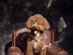 -超宠爱宠物摄影-Super pet