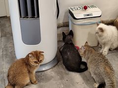 -楼上猫咖(罗湖店)