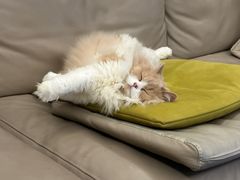 -创凡宠物医院·骨专科  猫科中心(西乡分院)