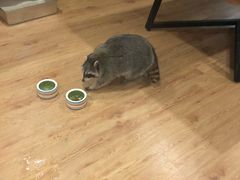 -藦茜花园宠物主题亲子互动体验馆(国顺东路店)