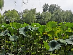 -莲湖公园