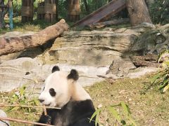 -武汉动物园