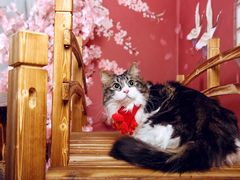 -超宠爱宠物摄影-Super pet