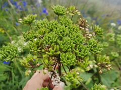 -白草畔自然风景区