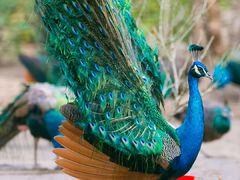 -莫里热带雨林景区