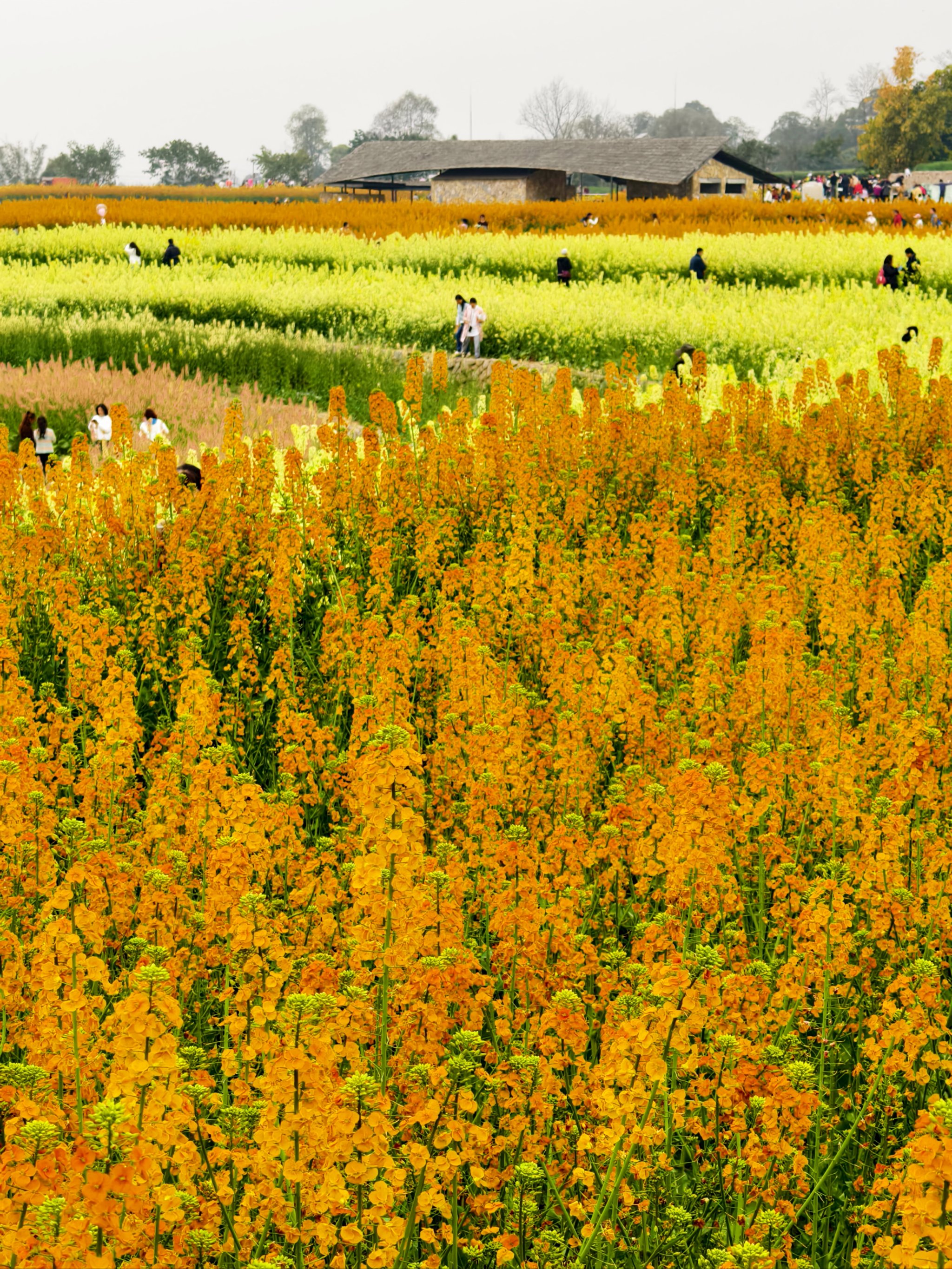 四川境内五彩油菜花图片