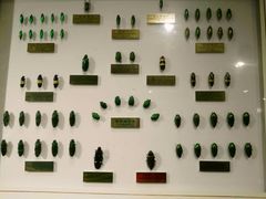 -上海昆虫博物馆