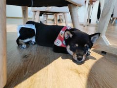 -柴犬小屋·柴餐厅·狗咖食堂(金鼎广场店)