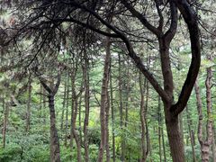 -鲁山国家森林公园