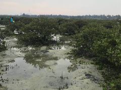 -北海金海湾红树林生态旅游区