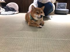 -逗柴咖啡屋·狗咖猫咖宠物桌游