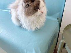 -猫在这儿猫咪咖啡馆·撸猫馆