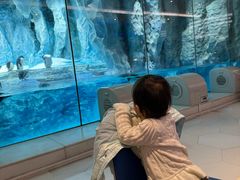 -帝企鹅自助餐厅•儿童岛•真企鹅(长隆企鹅酒店)