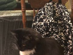 -猫色咖啡·猫咖