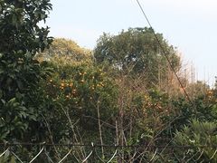 -雨花胜境