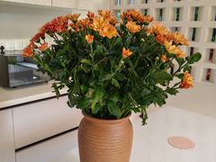 -吉布鲁牛排海鲜自助(成都大悦城店)