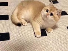-欣宠猫屋·矮脚拿破仑·蓝金金渐层