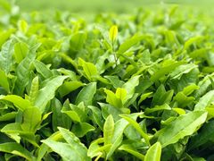 -雪绿茶博物馆