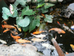android_upload_pic-上海大自然野生昆虫馆