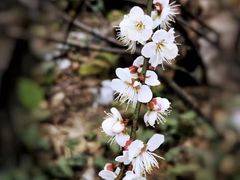 -广州市流溪河国家森林公园