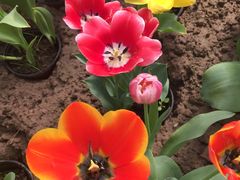 -南通洲际绿博园