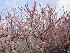 -朝阳公园