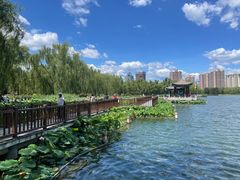-莲花池公园