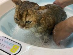 -PETKIT小佩宠物·低压洗护(国顺东路店)