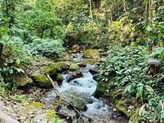 -莫里热带雨林景区