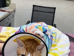 -动物缘宠物医院·骨科·猫科(西二环店)