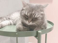-猫儿山۰猫主题餐厅