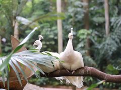 -广州长隆野生动物世界