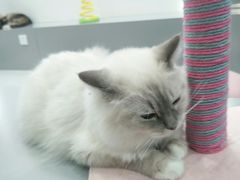 -糯米喵星人·撸猫猫舍咖啡馆(西市场嘉华店)