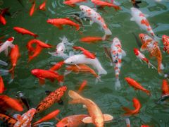 -东方艺术博物馆