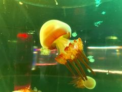 -苏州海洋馆