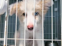 -翊宠yipet猫狗购宠庄园犬舍•猫舍