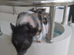 -怪兽屋·羊驼·猫咖·狗咖(俊华广场店)