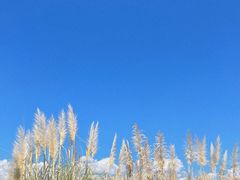-西昌邛海湿地