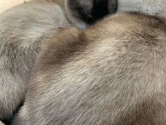 -猫小院猫主题咖啡厅(北锣店)