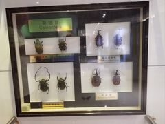-上海昆虫博物馆