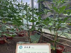 -上海都市菜园